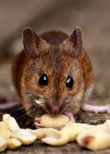 brown-rat-eating-food-2189599.jpg